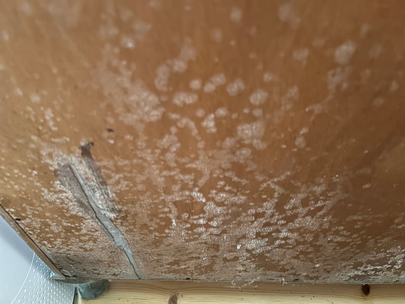 Weißer Schimmelbelag auf einer Schrankrückwand in Hamburg