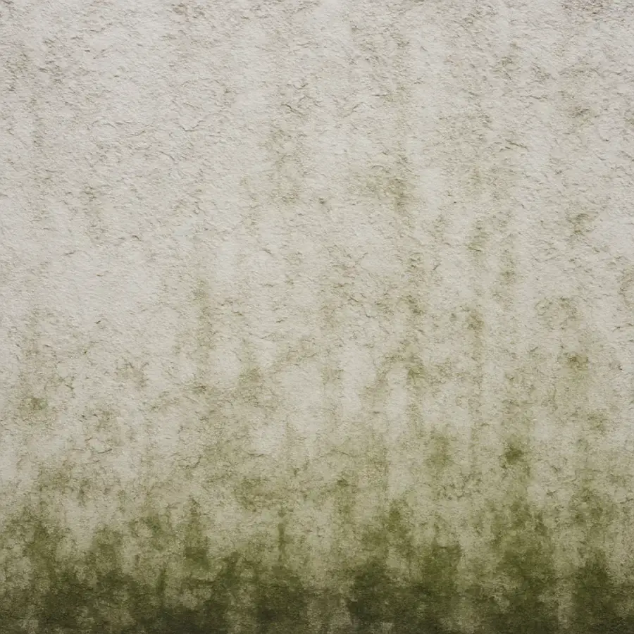 Algen- und Moosbefall auf der Fassade: grünlicher Belag auf hellem Putz – professionelle Reinigung & Langzeitschutz empfohlen.